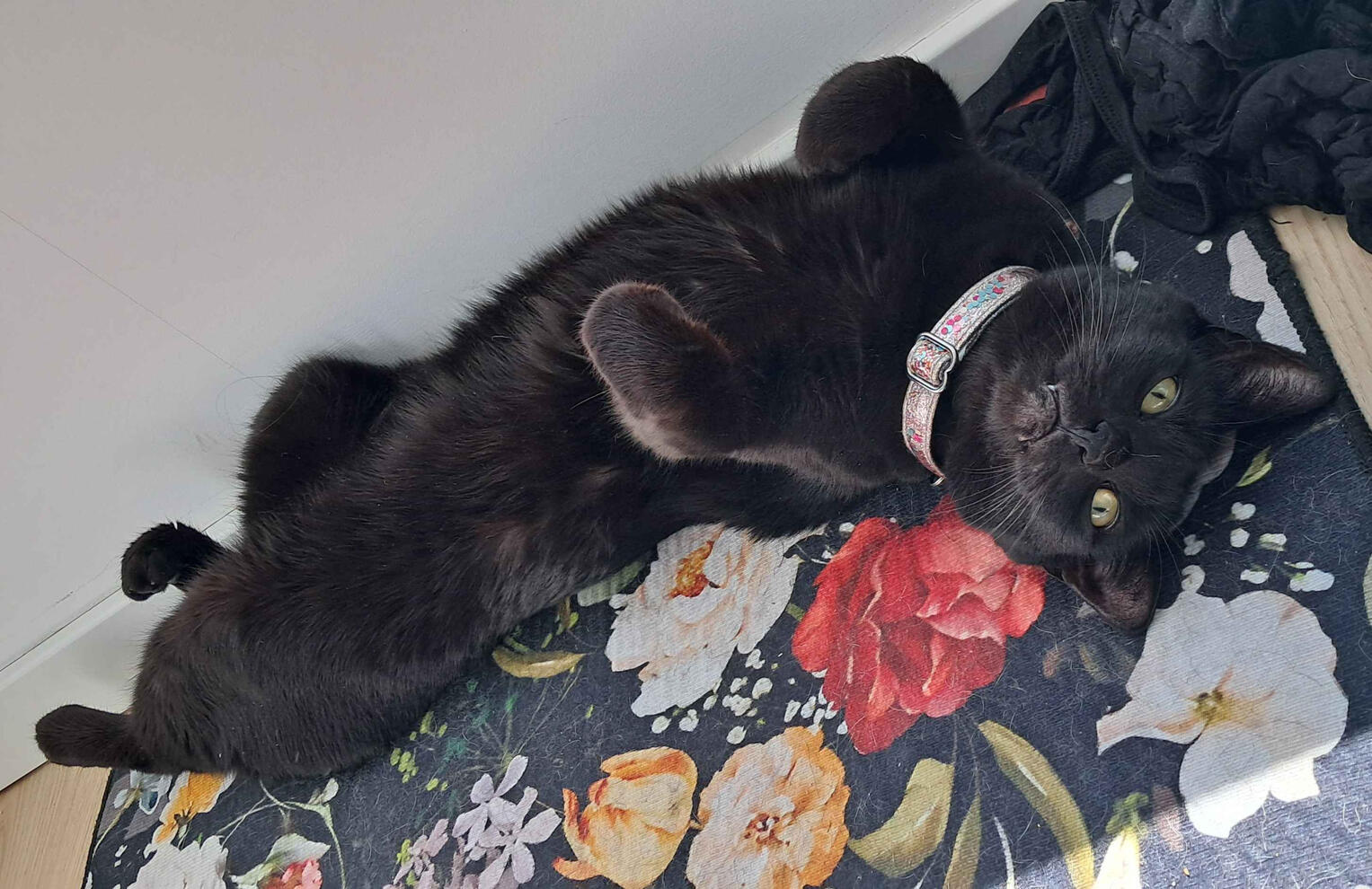 A photo of Zizer laying on his back.