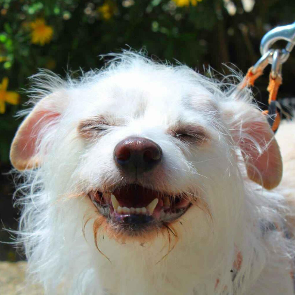 A photo portrait of Tramp smiling on a walk.