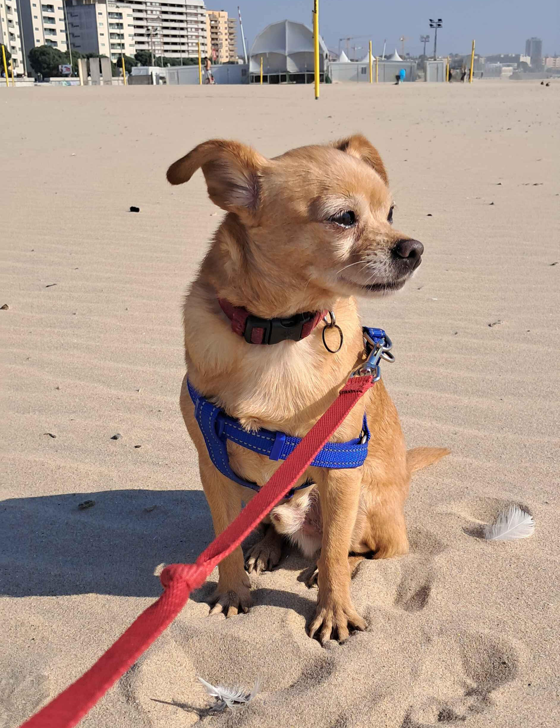 A photo of a chihuahua named Paco, who I took with me to the beach while on a petsitting job.