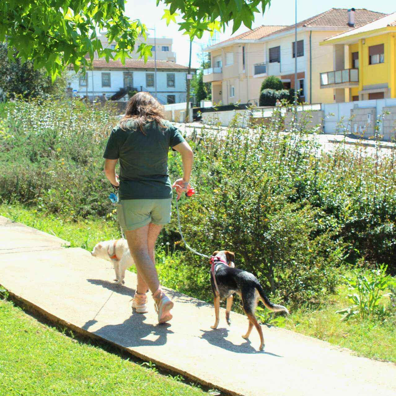 A photo of me walking my mom's dogs, Tramp and Ellis, in a green park.